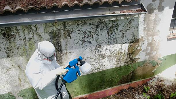 Top rated local Crawl Space Mold Remediation specialists in Coopersville, MI